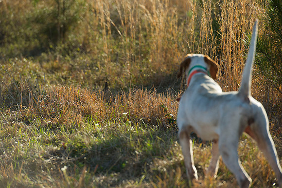 covey rise bird hunt 100