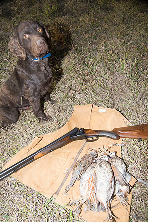 covey rise bird hunt 276