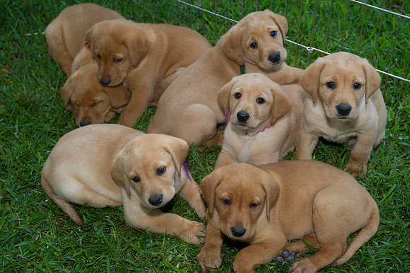 Jolie's puppys 010