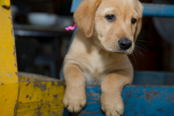 Jolie's puppys 043