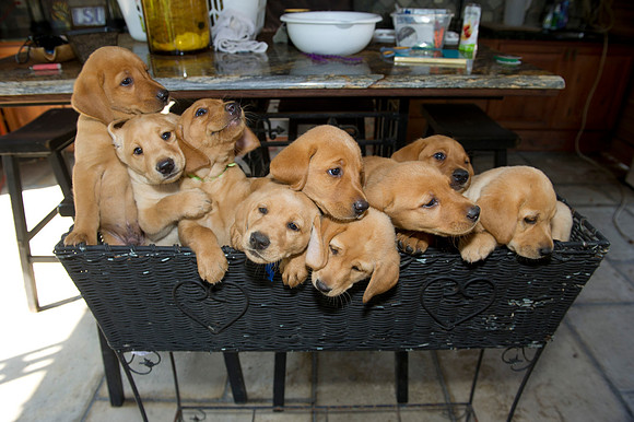 Jolie's puppys 133