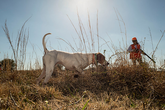 covey rise bird hunt 133