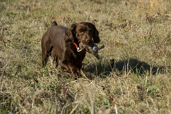 covey rise bird hunt 062