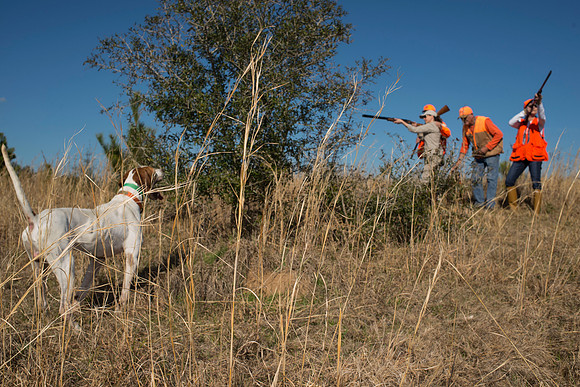 covey rise bird hunt 152
