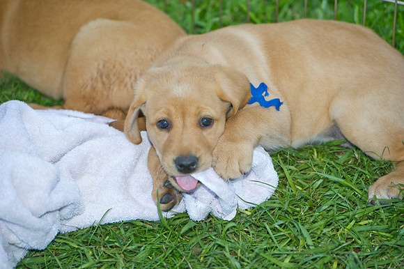Jolie's puppys 196