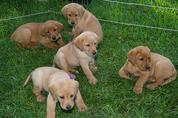 Jolie's puppys 008