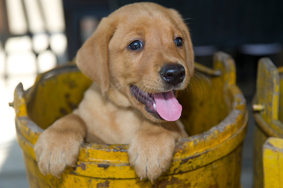 Jolie's puppys 140