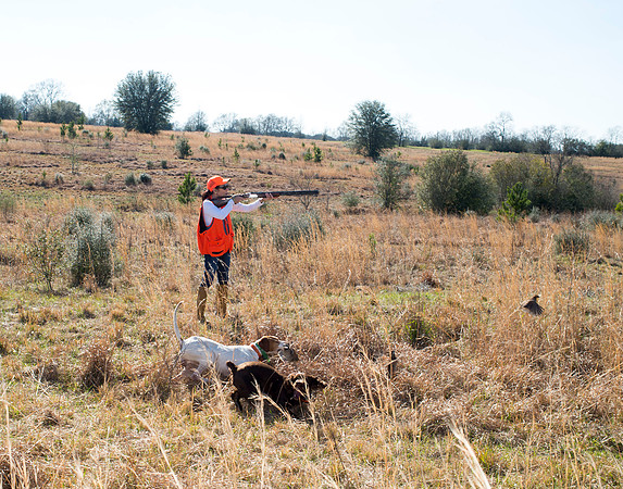 covey rise bird hunt 138