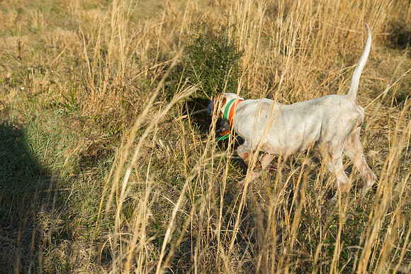 covey rise bird hunt 118