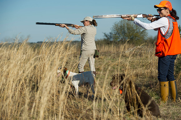 covey rise bird hunt 075