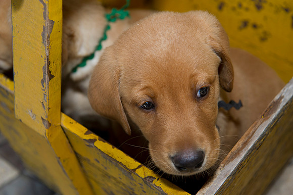 Jolie's puppys 076