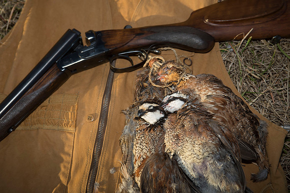 covey rise bird hunt 265