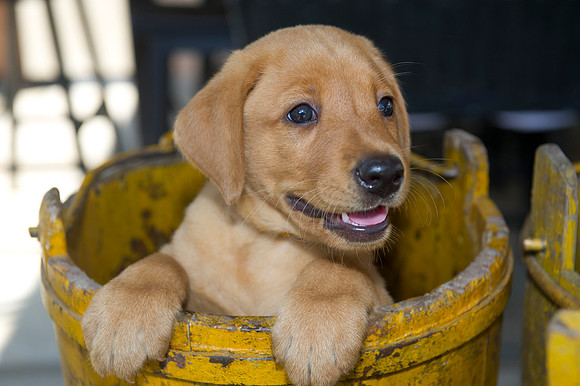 Jolie's puppys 139