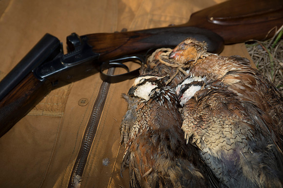 covey rise bird hunt 267