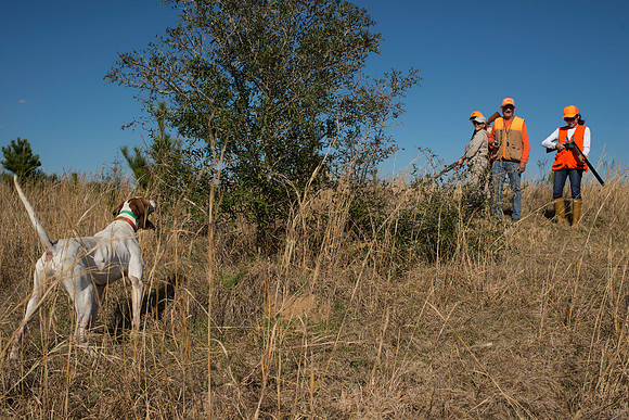 covey rise bird hunt 151