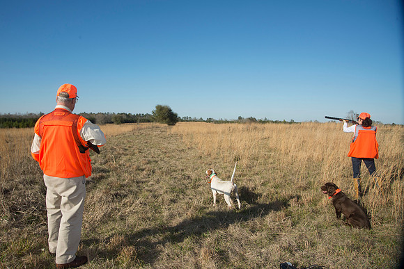 covey rise bird hunt 204