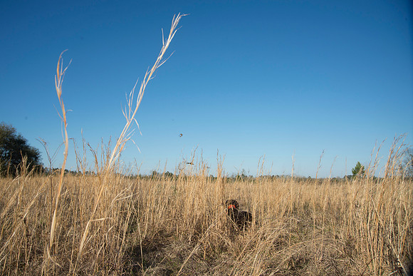 covey rise bird hunt 211