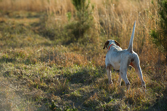 covey rise bird hunt 099