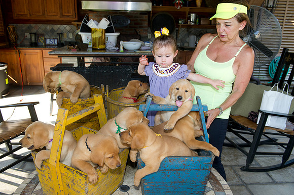 Jolie's puppys 110