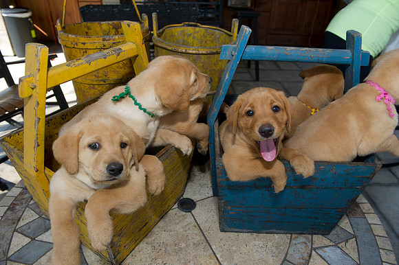 Jolie's puppys 089