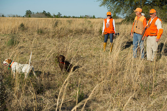 covey rise bird hunt 087