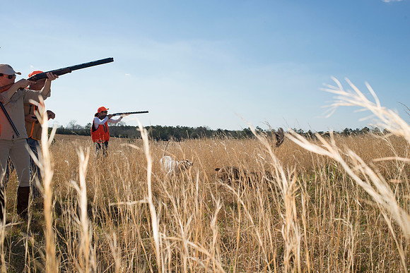 covey rise bird hunt 144