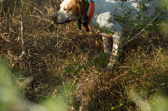 covey rise bird hunt 105
