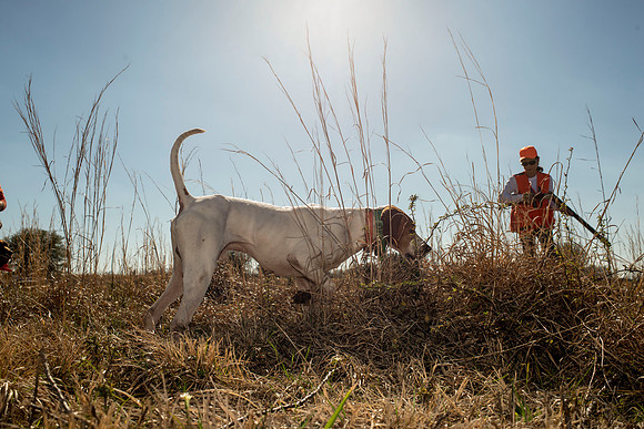 covey rise bird hunt 135