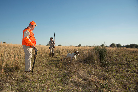 covey rise bird hunt 226