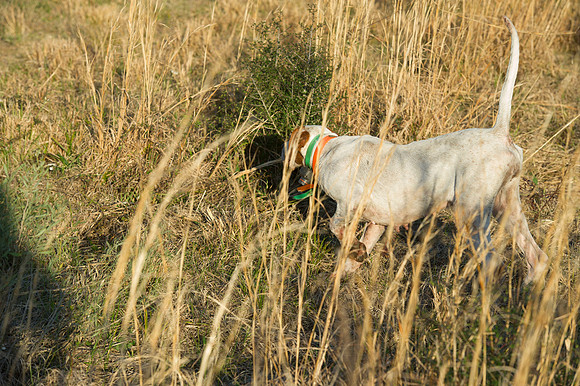 covey rise bird hunt 119