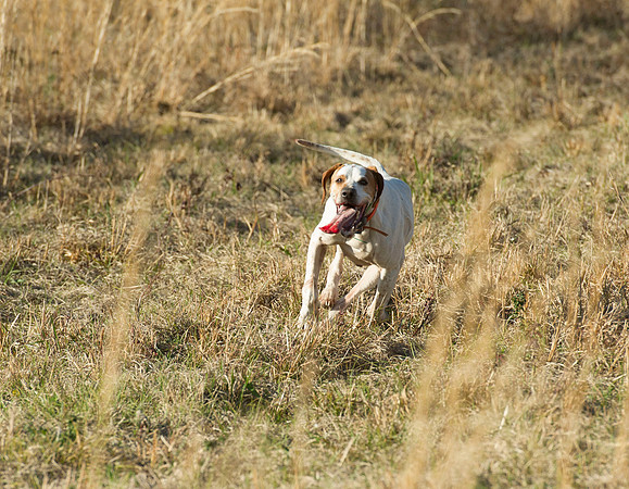 covey rise bird hunt 076