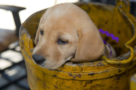 Jolie's puppys 165