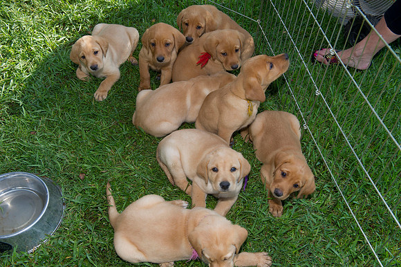 Jolie's puppys 015