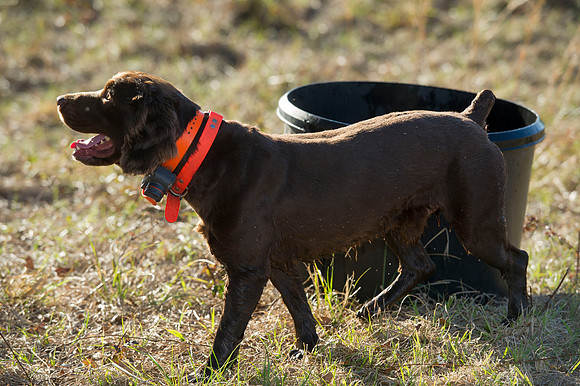covey rise bird hunt 083