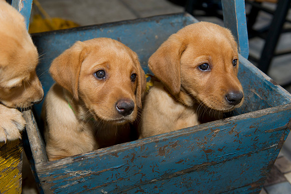 Jolie's puppys 050