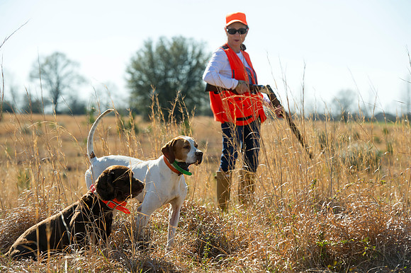 covey rise bird hunt 017