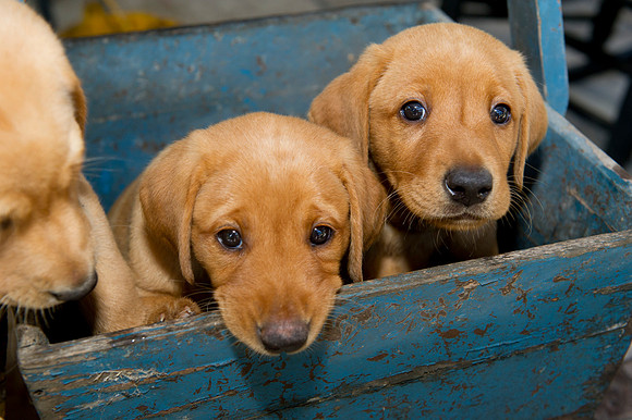 Jolie's puppys 052
