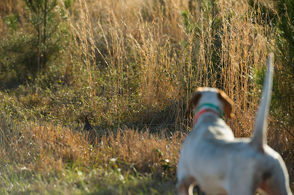 covey rise bird hunt 101