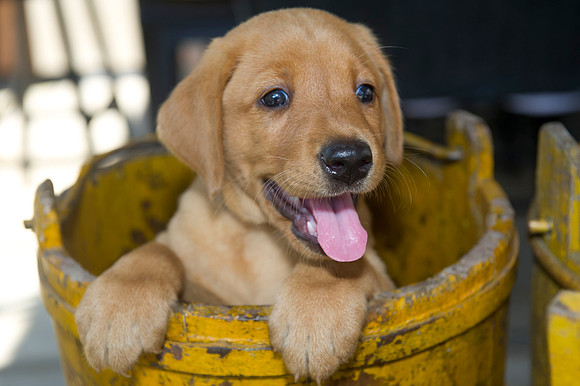 Jolie's puppys 141