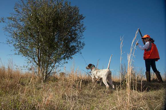 covey rise bird hunt 191