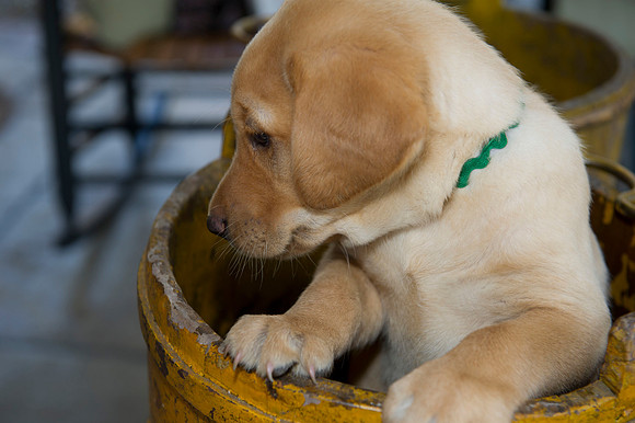 Jolie's puppys 145