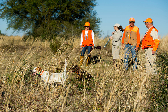 covey rise bird hunt 088