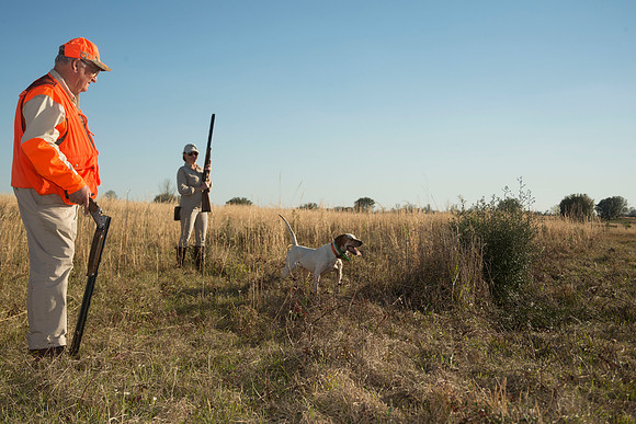 covey rise bird hunt 225