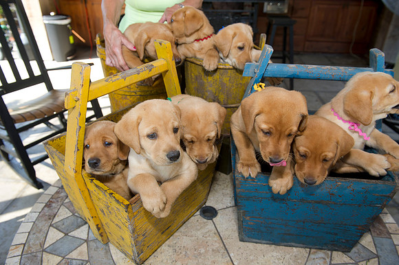 Jolie's puppys 097