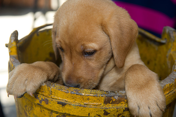 Jolie's puppys 135