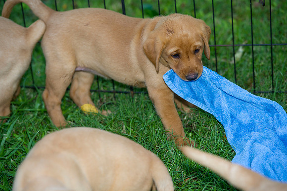 Jolie's puppys 194