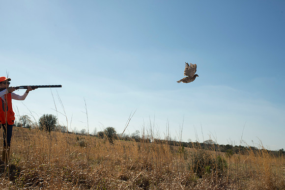 covey rise bird hunt 137