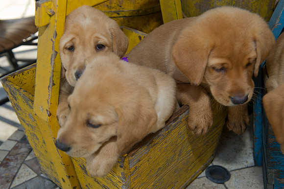 Jolie's puppys 086