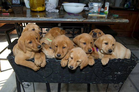 Jolie's puppys 126