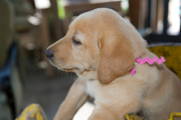 Jolie's puppys 175